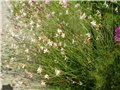 gaura